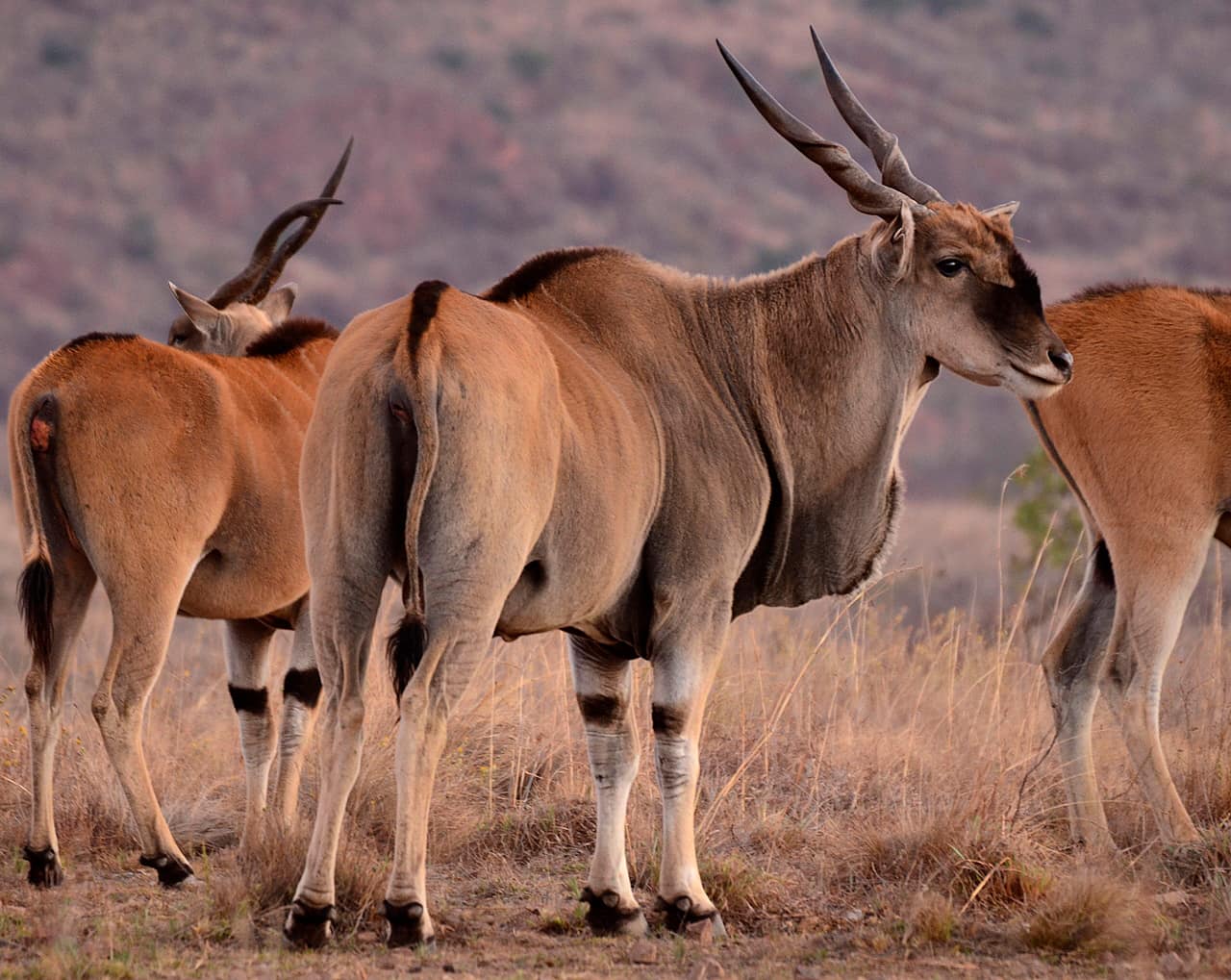 Birdlife in the Waterberg bushveld