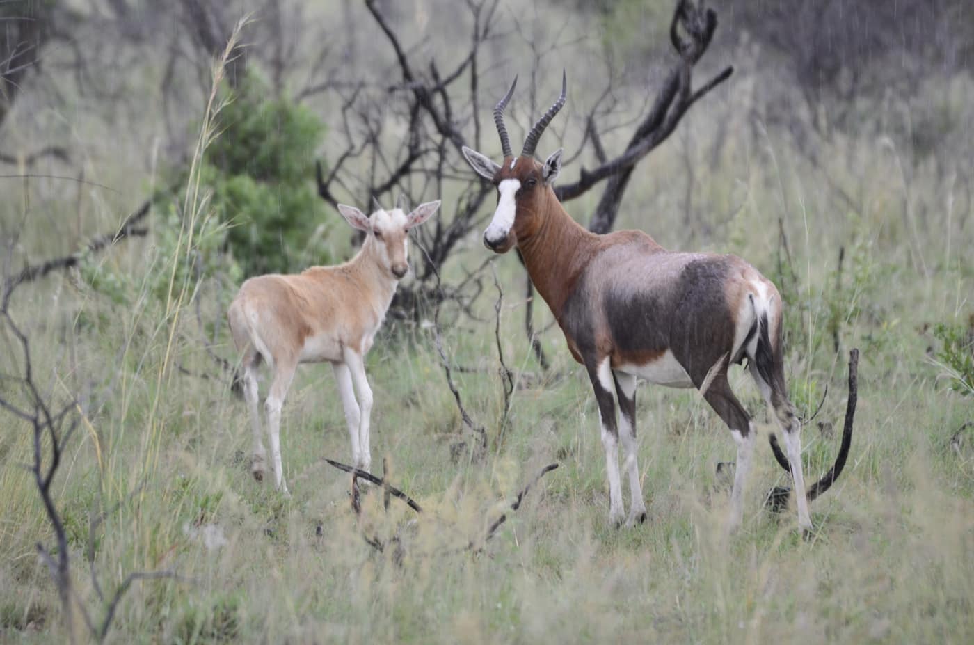 Wildlife sighting during a Waterberg safari game drive